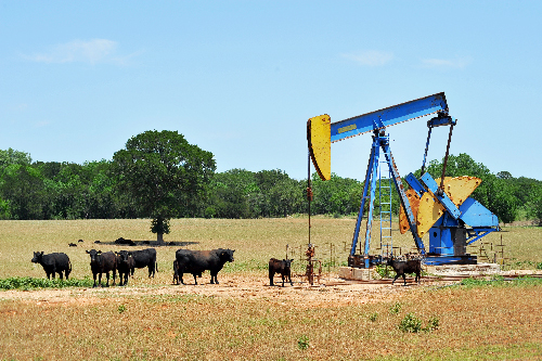 Oil Well Pumper and Brahma Cattle in West Texas.